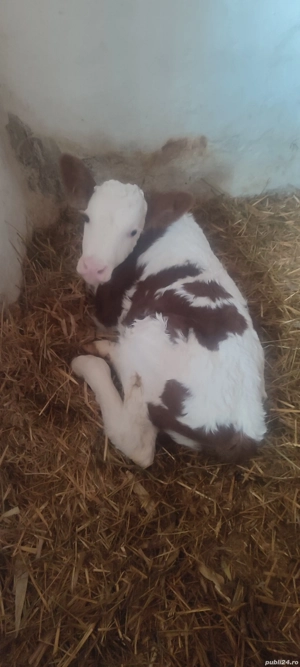 vand o vitelusa baltata romaneasca - imagine 3