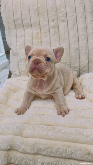 Bulldog francez Platinum Cream