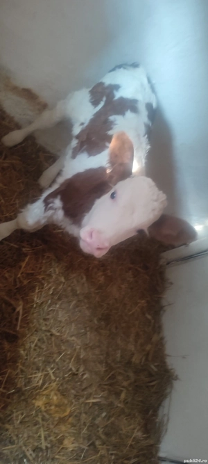 vand o vitelusa baltata romaneasca - imagine 2