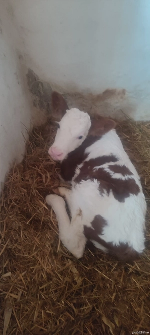 vand o vitelusa baltata romaneasca - imagine 4