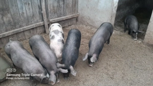 Vand purcei  - imagine 1