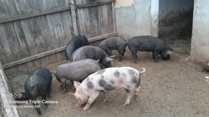 Vand purcei  - imagine 3