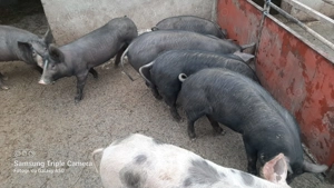 Vand purcei  - imagine 4