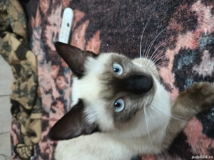 Motanas siamez. - imagine 2