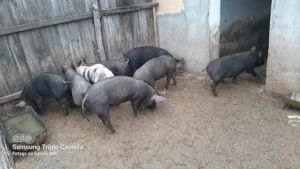 Vand purcei  - imagine 2