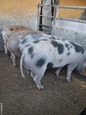 de vânzare 4 scrofițe 70..75 kg rasă duroc și petrean ofer transport  - imagine 3