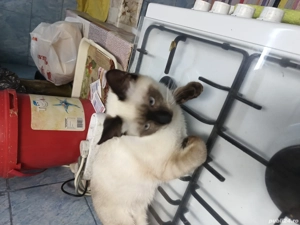 Motanas siamez. - imagine 3