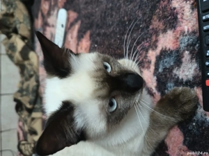 Motanas siamez. - imagine 4