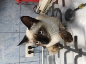 Motanas siamez. - imagine 5