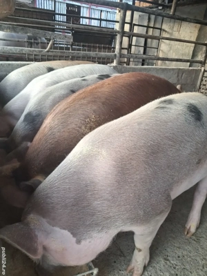 de vânzare 5 masculi 70..110 kg rasă duroc și petrean ofer transport 