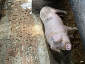 Vând porci crescuți natural fără concentrate