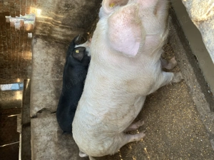 Vând porci crescuți natural fără concentrate - imagine 2