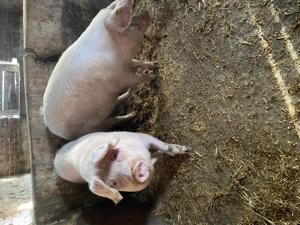 Vând porci crescuți natural fără concentrate - imagine 4