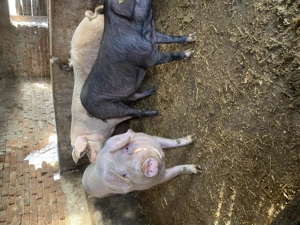 Vând porci crescuți natural fără concentrate - imagine 5