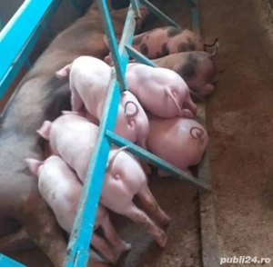 purcei de vânzare  - imagine 2