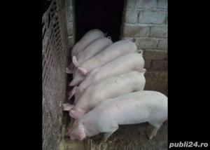 purcei de vânzare  - imagine 3