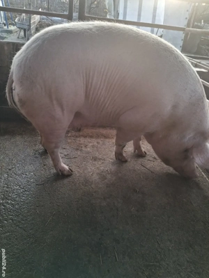 de vânzare scroafă 270..280 kg rasă marele alb ofer transport 