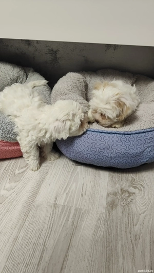 Cadoul perfect de CRĂCIUN  - imagine 2