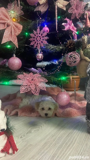 Cadoul perfect de CRĂCIUN 