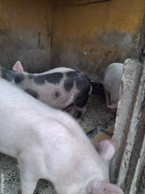 de vânzare 3 masculi 13 săptămâni ofer transport  - imagine 3