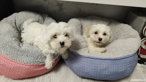 Cadoul perfect de CRĂCIUN  - imagine 3