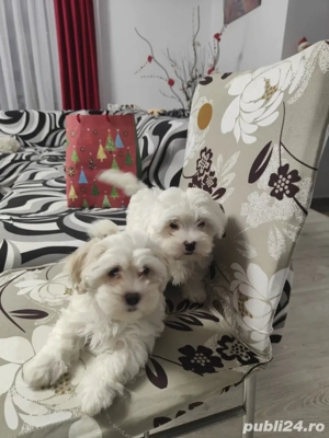 Cadoul perfect de CRĂCIUN  - imagine 5