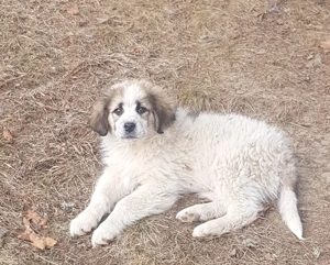 Catel metis ciobanesc spre adoptie - imagine 3