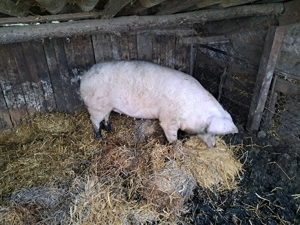 Porc de vanzare  - imagine 2