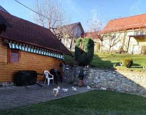  Pui Bichon Frisé jucăuși   crescuți cu grijă, iubitori