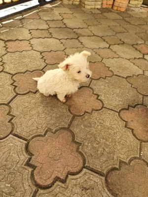  Pui Bichon Frisé jucăuși   crescuți cu grijă, iubitori - imagine 5