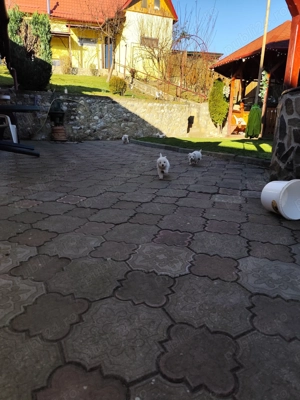  Pui Bichon Frisé jucăuși   crescuți cu grijă, iubitori - imagine 4