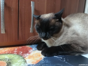 Pisicuța siameza - imagine 3