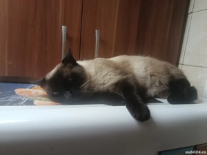 Pisicuța siameza - imagine 2