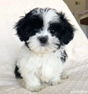 Bichon mini toy  - imagine 2