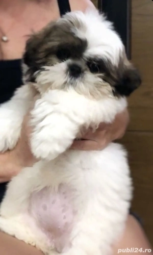 Bichon mini toy  - imagine 4