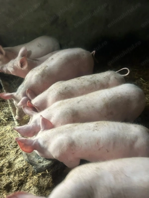 Purcei grasuni de carne - imagine 3