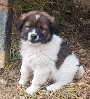 Catei de rasa metis ciobanesc spre adoptie - imagine 3