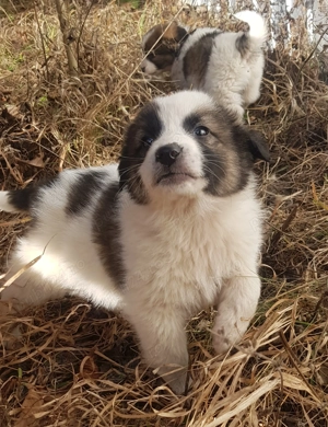 Catei de rasa metis ciobanesc spre adoptie - imagine 2