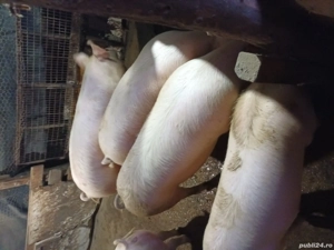 Porci de vanzare! - imagine 4