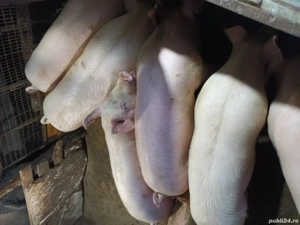 Porci de vanzare! - imagine 3