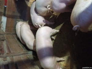 Porci de vanzare!