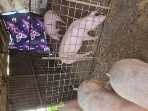 Vând porci de rasa - imagine 2