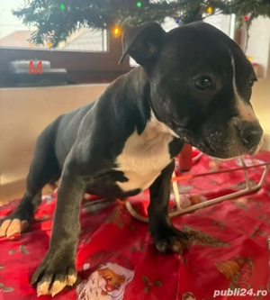 Amstaff 2 luni - imagine 4