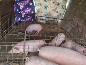 Vând porci de rasa - imagine 3