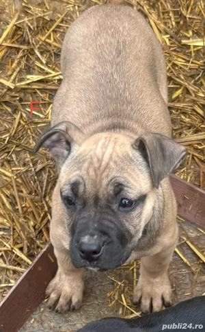 Amstaff 2 luni - imagine 5