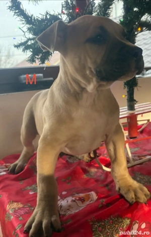 Amstaff 2 luni - imagine 3