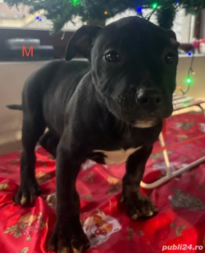 Amstaff 2 luni - imagine 2