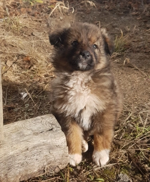 Catei de rasa metis ciobanesc spre adoptie - imagine 4