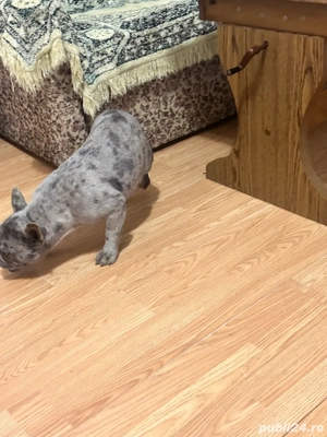 vand buldog francez detalii la telefon  - imagine 2