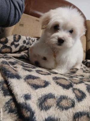 cățeluși bichon  - imagine 4